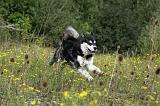 ALASKAN MALAMUTE 349
